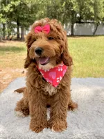Harmony , a female Miniature Goldendoodle for sale in Frostproof, FL – 8 of 10