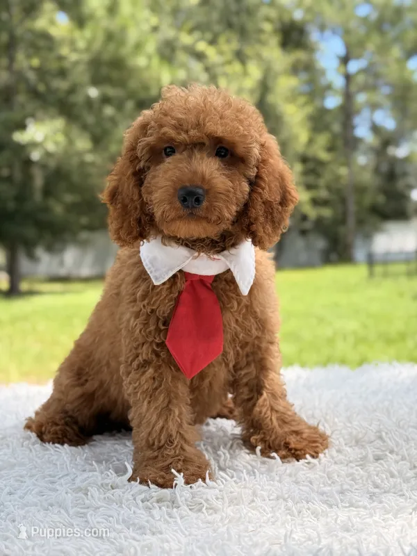 Thiago - F1b Mini Goldendoodle  – Goldendoodle, Miniature Goldendoodle puppy for sale in Frostproof, FL