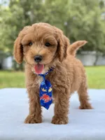 Theodore - F1b Mini Goldendoodle male , a male Miniature Goldendoodle for sale in Frostproof, FL – 4 of 10