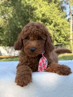 Oscar - Mini, a male Miniature Goldendoodle for sale in Frostproof, FL – 5 of 8