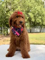 Valentina , a female Goldendoodle for sale in Frostproof, FL – 7 of 10