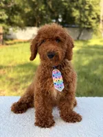 Peanut - F1bb Toy, a male Goldendoodle and Miniature Goldendoodle for sale in Frostproof, FL – 7 of 10