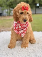 Cassie , a female Miniature Goldendoodle for sale in Frostproof, FL – 3 of 10