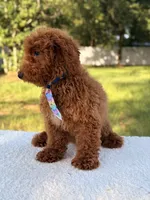 Peanut - F1bb Toy, a male Goldendoodle and Miniature Goldendoodle for sale in Frostproof, FL – 9 of 10