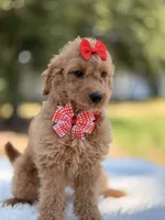 Daisy , a female Miniature Goldendoodle for sale in Frostproof, FL – 6 of 10