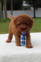 Flash - Micro / Toy , a male Miniature Goldendoodle for sale in Frostproof, FL – 2 of 9