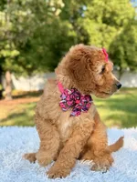 Cassie - Medium , a female Goldendoodle for sale in Frostproof, FL – 3 of 9