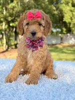 Cassie - Medium , a female Goldendoodle for sale in Frostproof, FL – 9 of 9