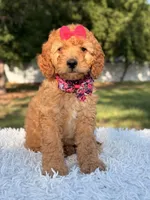 Cassie - Medium , a female Goldendoodle for sale in Frostproof, FL – 2 of 9