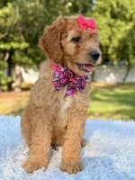 Cassie - Medium , a female Goldendoodle for sale in Frostproof, FL – 8 of 9