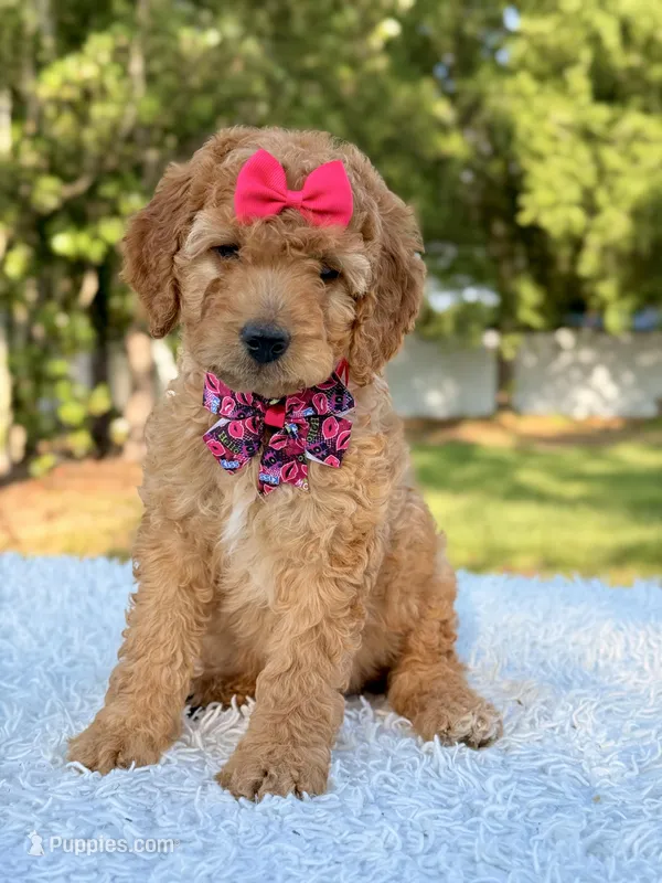 Cassie - Medium  – Goldendoodle puppy for sale in Frostproof, FL
