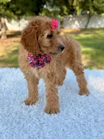 Cassie - Medium , a female Goldendoodle for sale in Frostproof, FL – 6 of 9