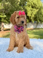 Cassie - Medium , a female Goldendoodle for sale in Frostproof, FL – 5 of 9