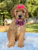 Cassie - Medium , a female Goldendoodle for sale in Frostproof, FL – 4 of 9