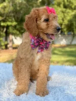 Cassie - Medium , a female Goldendoodle for sale in Frostproof, FL – 7 of 9