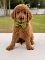 Harry - Medium Goldendoodle male , a male Goldendoodle and Miniature Goldendoodle for sale in Frostproof, FL – 3 of 8