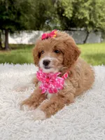 Betsy - F1b Toy , a female Goldendoodle and Miniature Goldendoodle for sale in Frostproof, FL – 4 of 8