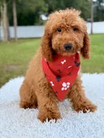 Thiago , a male Goldendoodle and Miniature Goldendoodle for sale in Frostproof, FL – 10 of 10