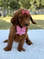 Destiny - F1b Standard Goldendoodle , a female Goldendoodle for sale in Frostproof, FL – 2 of 9