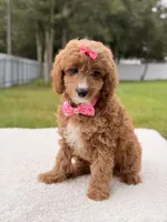 Cielo , a female Cavapoo for sale in Frostproof, FL – 4 of 9