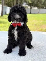 Snow - Standard Goodendoodle, a male Goldendoodle for sale in Frostproof, FL – 4 of 10
