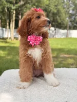 Honey  - F1b Standard , a female Goldendoodle for sale in Frostproof, FL – 7 of 7