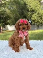 Ariel , a female Cavapoo for sale in Frostproof, FL – 10 of 10