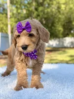 Moon , a female Miniature Goldendoodle for sale in Frostproof, FL – 3 of 9