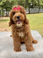 Harmony , a female Miniature Goldendoodle for sale in Frostproof, FL – 2 of 10