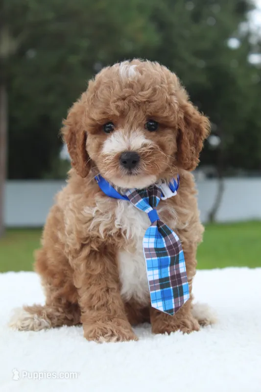 Flynn - Toy / Micro – Miniature Goldendoodle puppy for sale in Frostproof, FL