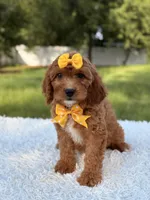 Alice, a female Cavapoo for sale in Frostproof, FL – 9 of 10