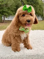 Elsa , a female Miniature Goldendoodle for sale in Frostproof, FL – 4 of 8