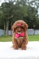 Fifi - Micro / Toy , a female Miniature Goldendoodle for sale in Frostproof, FL – 5 of 8