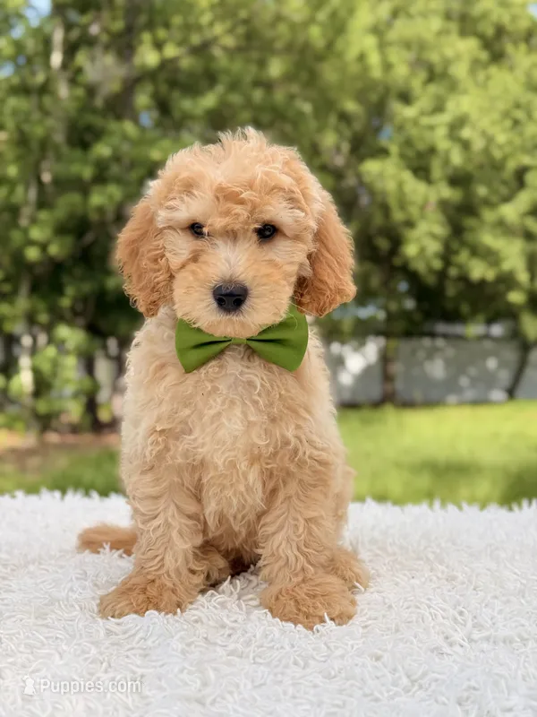 Marshall - Medium – Miniature Goldendoodle puppy for sale in Frostproof, FL