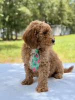 Thomas - F1b Mini Goldendoodle Male , a male Miniature Goldendoodle for sale in Frostproof, FL – 3 of 8