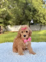 Amber , a female Cavapoo for sale in Frostproof, FL – 7 of 10