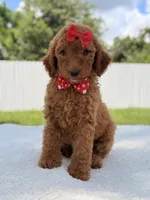 Jamie , a female Goldendoodle for sale in Frostproof, FL – 8 of 10