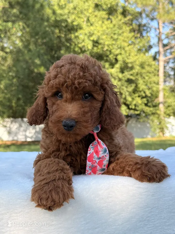 Oscar - Mini – Miniature Goldendoodle puppy for sale in Frostproof, FL