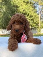Oscar - Mini, a male Miniature Goldendoodle for sale in Frostproof, FL – 1 of 8