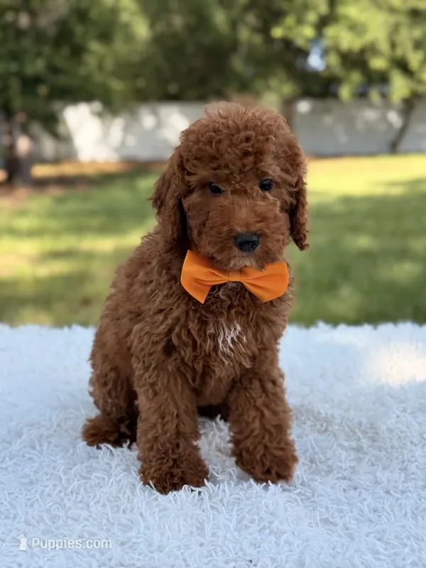 Jasper - Mini – Miniature Goldendoodle puppy for sale in Frostproof, FL