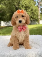Millie , a female Miniature Goldendoodle for sale in Frostproof, FL – 10 of 10