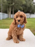 Callie , a female Cavapoo for sale in Frostproof, FL – 5 of 8