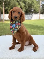 Dominic - F1b Standard , a male Goldendoodle for sale in Frostproof, FL – 2 of 7