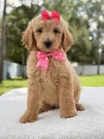 Jasmine - F1b Standard Goldendoodle , a female Goldendoodle for sale in Frostproof, FL – 6 of 10