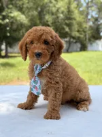 Trevor - F1b Mini Goldendoodle Male, a male Miniature Goldendoodle for sale in Frostproof, FL – 2 of 10