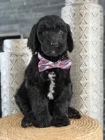 Angel  F1 Standard , a male Goldendoodle for sale in Frostproof, FL – 5 of 8