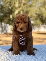 Ronnie - Mini Male, a male Miniature Goldendoodle for sale in Frostproof, FL – Photo 4 of 8