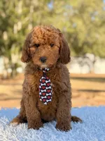 Ronnie - Mini Male, a male Miniature Goldendoodle for sale in Frostproof, FL – Photo 6 of 8
