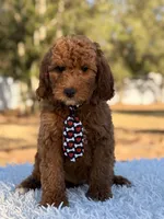 Ronnie - Mini Male, a male Miniature Goldendoodle for sale in Frostproof, FL – Photo 7 of 8