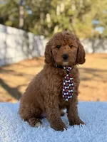Ronnie - Mini Male, a male Miniature Goldendoodle for sale in Frostproof, FL – Photo 8 of 8